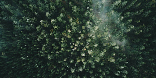 Three Evergreens: Nordic Pine, Rosemary and Eucalyptus